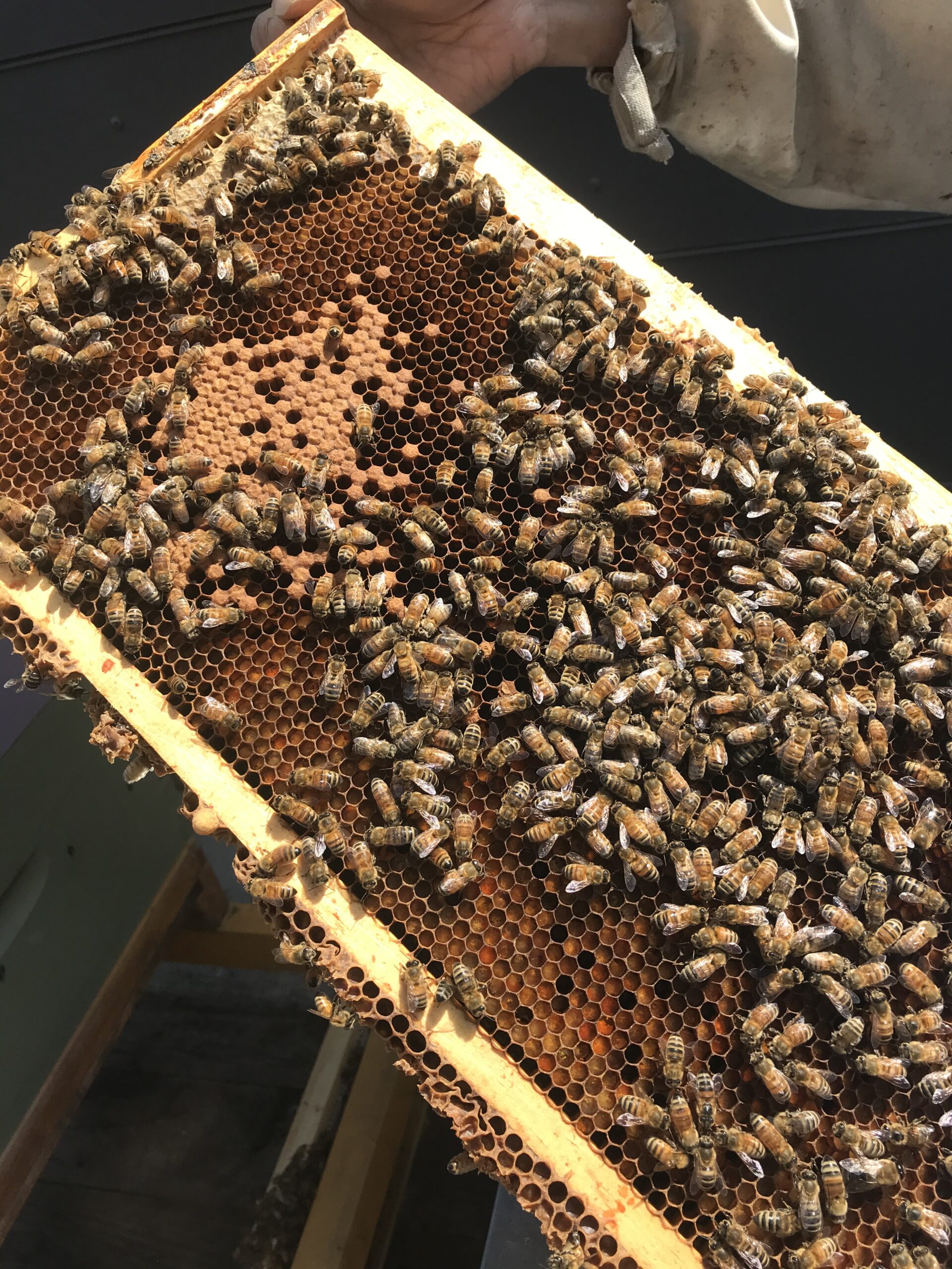 Read more about the article Adventures with The Cultch bees!