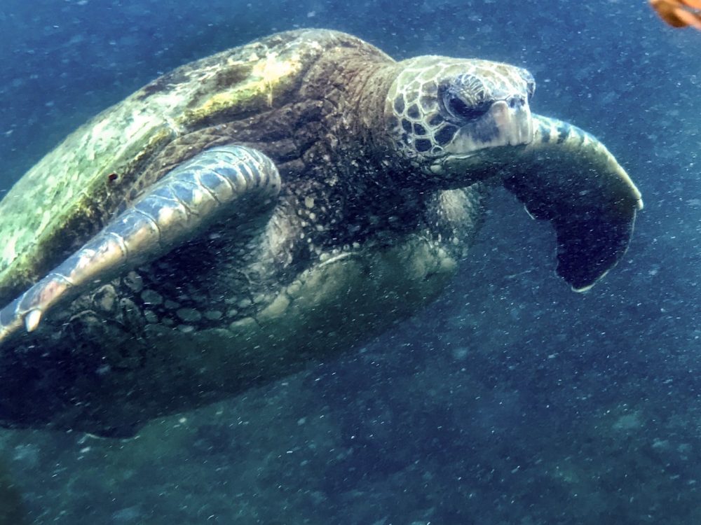 A turtle swimming underwater.
